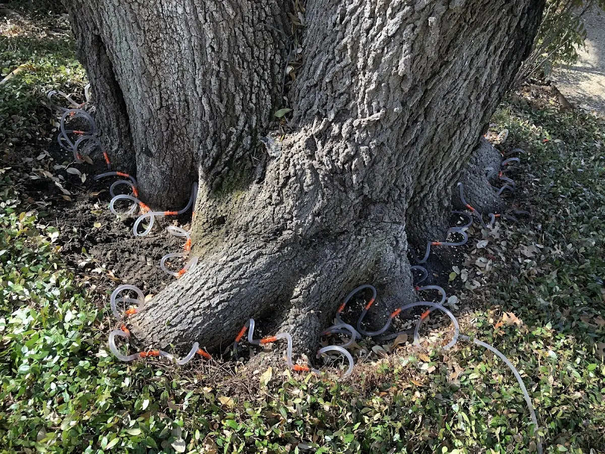 Detailed Tree Cabling and Bracing job site in East Haddam