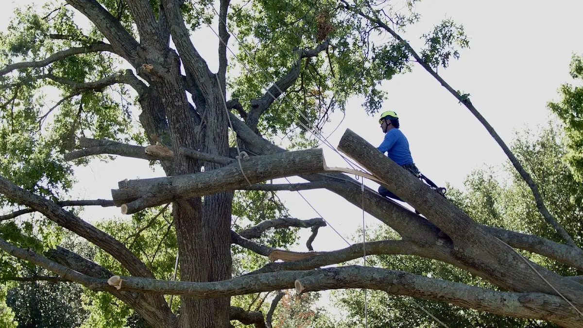 Professional Crown Thinning performed by certified arborists in East Haddam