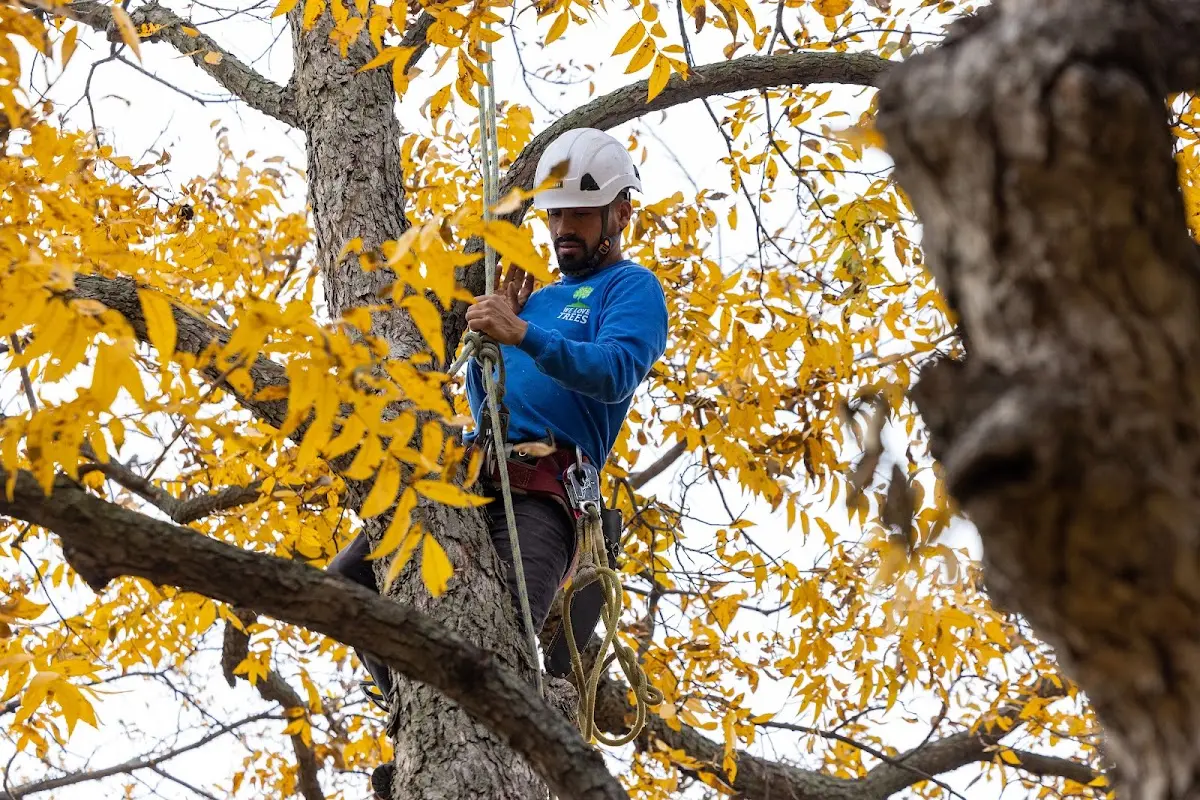 Skilled Tree Pruning crew working in East Haddam
